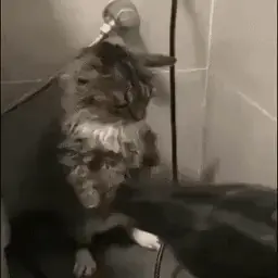 cat getting dried off with a blowdryer